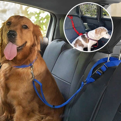 Laisse - Pour - Chien - Bleue