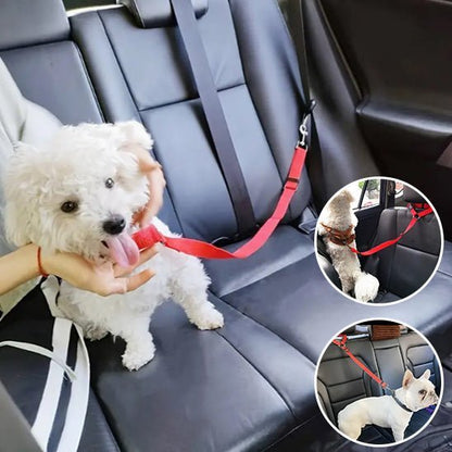 Laisse - Pour - Chien - securites