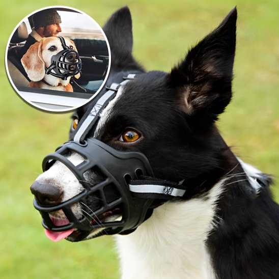 Muselière pour chien en voiture